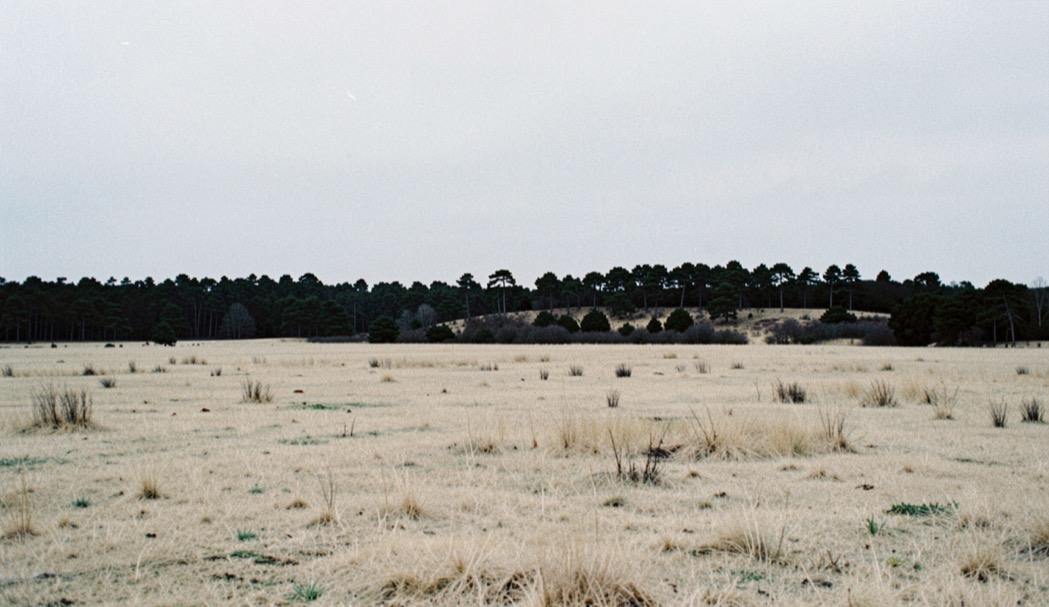 A wide horizon split between dry pale grassland in the foreground and a dark ridge of low trees behind, flat light, no structures